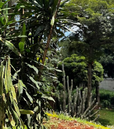 SUSTAINABILITY-IMAGE-Celine-Lolo-Boutique-Hotel-Nairobi-1